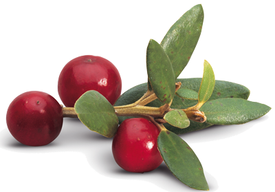 Fruto del arándano rojo americano