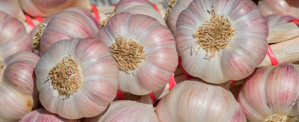 cabezas de ajo
