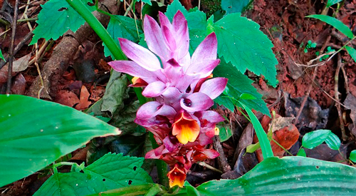 Planta de la cúrcuma