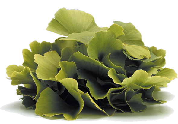 Hojas del Ginkgo Biloba