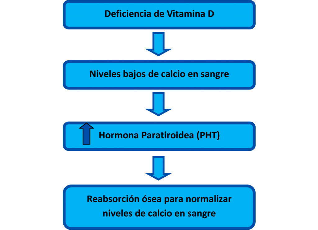 Flujo de la Vitamina D en la Homeostasis del calcio