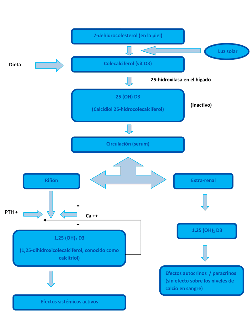 Esquema de la síntesis de Activos D