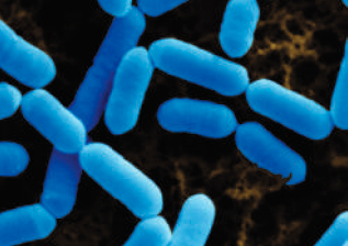 Lactobacillus acidophilus presentes e los suplementos Probióticos