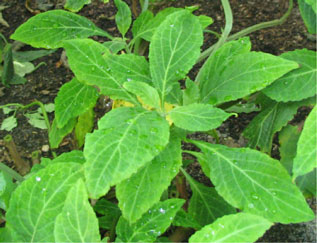 Hojas de Salvia -Lamberts