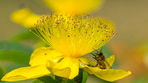 Flor de la hierba de San Juan o Hipérico