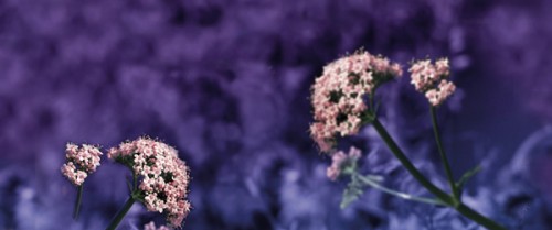 Valeriana para la ansiedad