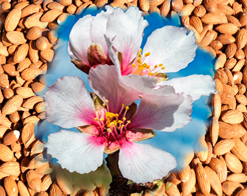 Almendras y flor del almendro
