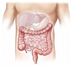 Intestino del ser humano