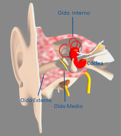 Esquema del oído humano