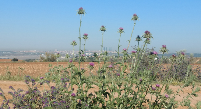 Planta del cardo Mariano. Lamberts Española