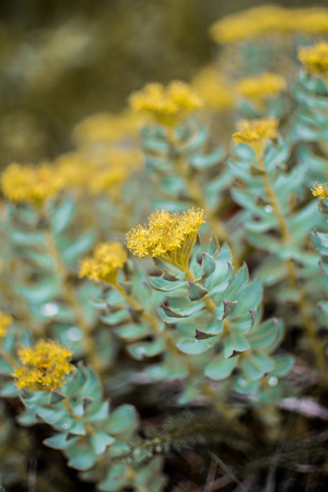 Planta de la Rhodiola Rosea