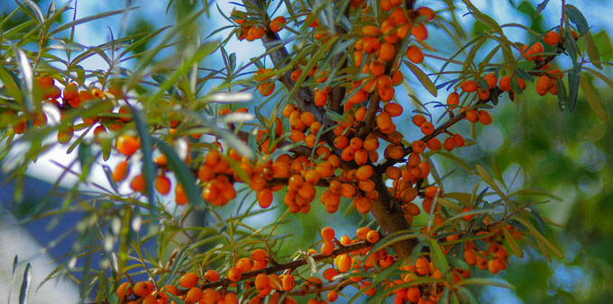 Árbol del Espino amarillo