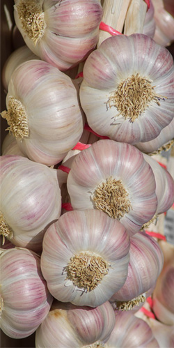 cabezas de ajos