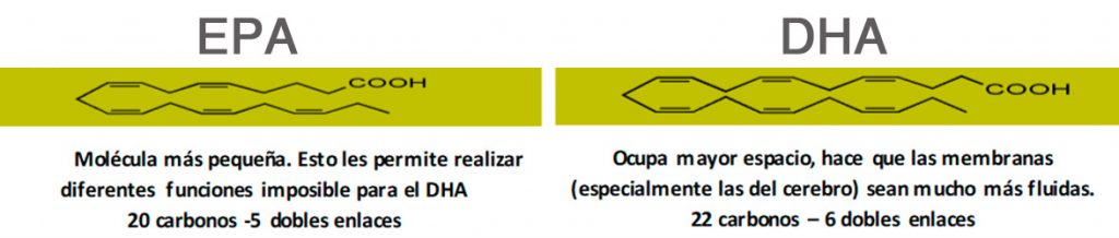 Ácidos grasos EPA y DHA diferencias espaciales