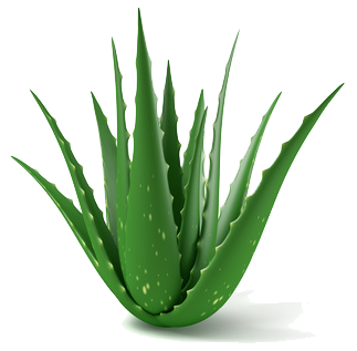 Planta de aloe vera
