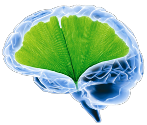 Cerebro con hoja de Ginkgo Biloba