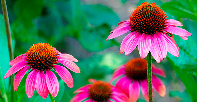plantas de equinacea