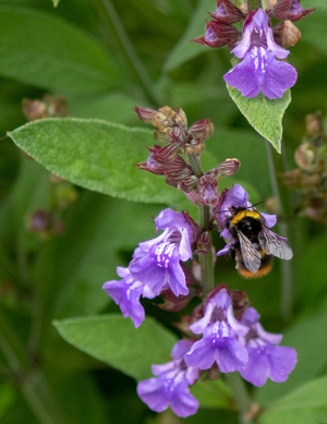 Planta de Salvia con abeja 