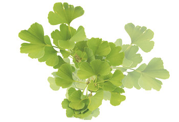 hoja del Ginkgo