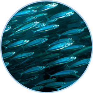 Pescado rico en Omega 3