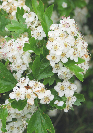 Espino blanco en flor