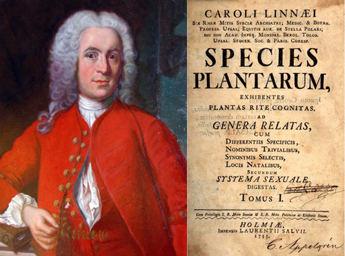 Carlos Linneo retrato realizado en el momento de su boda y portada de la su obra de 1735 Species Plantarum