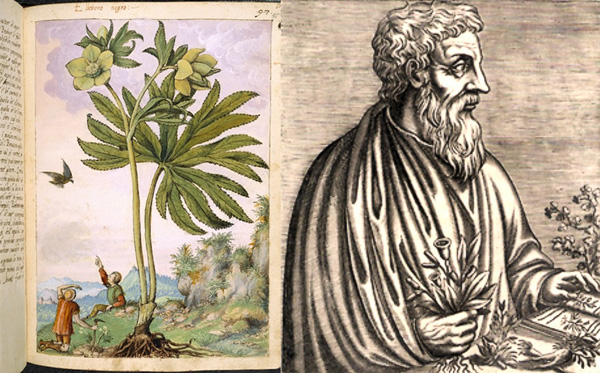 Retrato de Dioscórides e Ilustración de su obra "De materia médica"