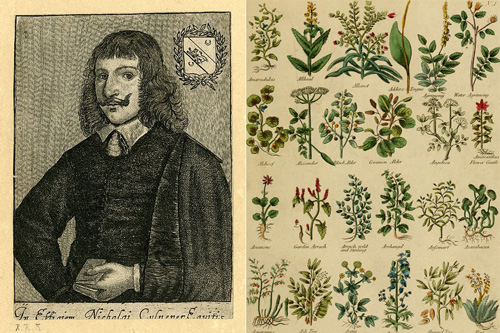 Retrato de Nicholai Culpeper  página 420 de su obra "The complete herbal" (1789)