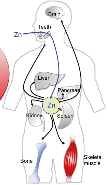 Almacenamiento y transporte de zinc en el cuerpo humano