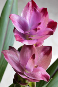 Flor de la planta de la cúrcuma