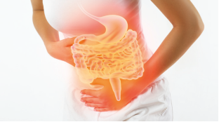 intestino en cuerpo humano