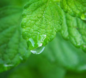 Hoja de la planta de Bálsamo de Limón