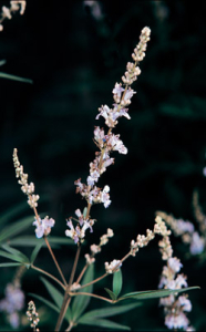 Planta de Vitex Agnus Castus