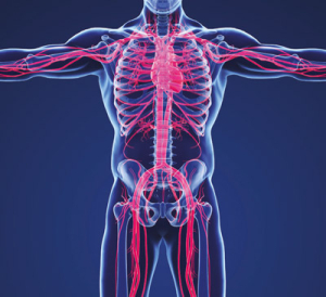 Circulación en el cuerpo humano