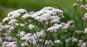 PLanta de valeriana