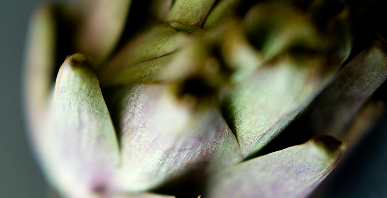 Planta de alcachofa