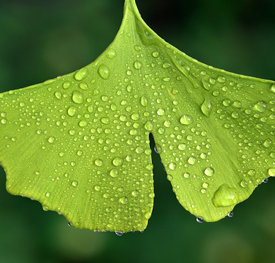 Hoja de Ginkgo biloba