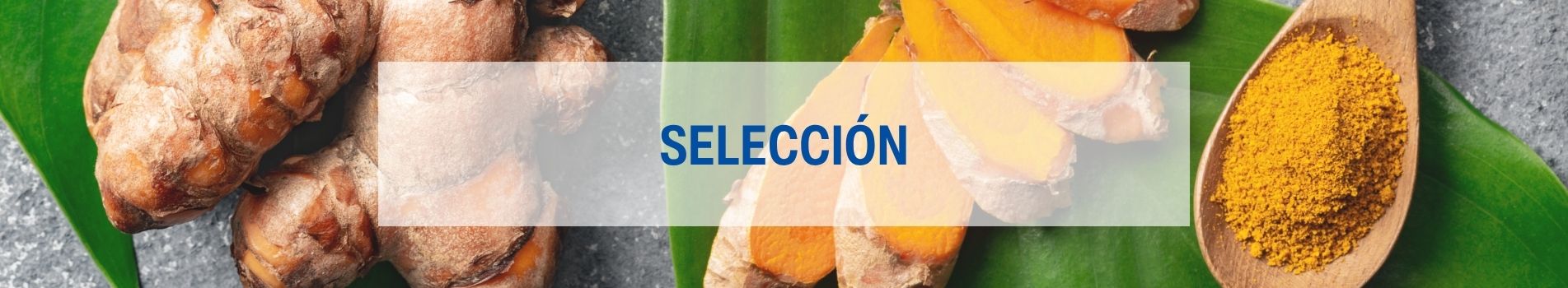 Obtención y selección de proveedores Lamberts
