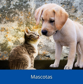 Productos para Mascotas