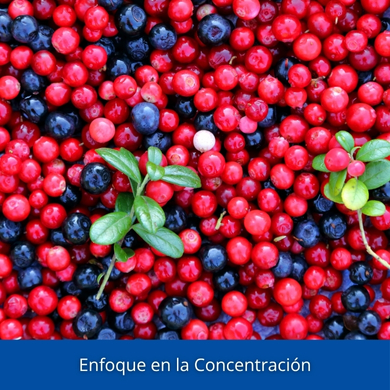Enfoque en la concetración Lamberts