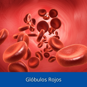 Glóbulos Rojos. Hemoglobina