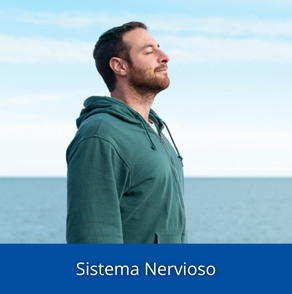 Sistema nervioso