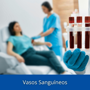 Vasos Sanguineos