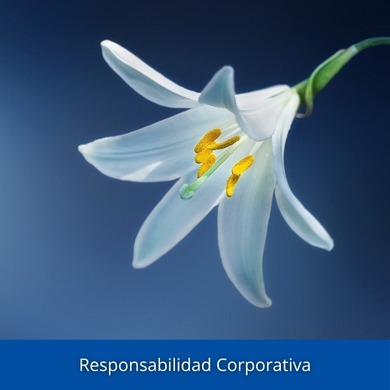 Responsablidad corporativa Lamberts